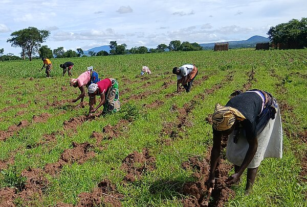 Frauen stehen gebückt auf einem Feld und arbeiten mit Werkzeugen.