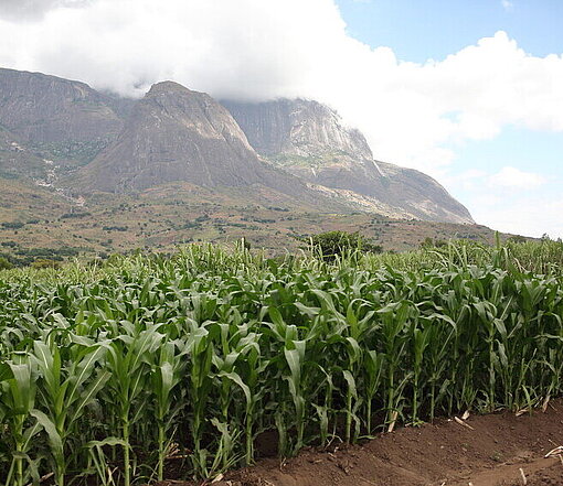 Maisfeld in Mulanje mit natürlichem Dünger