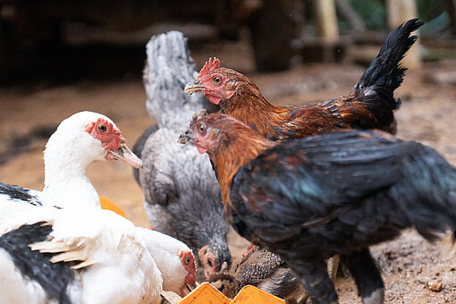 Vier Hühner, die zusammen stehen