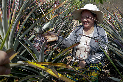 Eine junge Frau aus Laos kontrolliert, ob die Ananas schon geerntet werden kann.