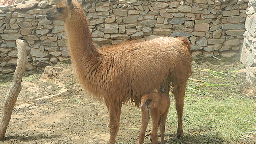 Lamas Herde