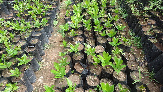 Plan unterstützt die Projektgemeinden beim Heranziehen neuer Baumsetzlinge.