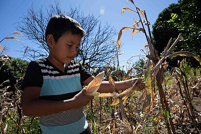 Ein Junge erntet Mais