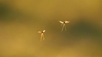 Zwei Stechmücken im Fliegen fotografiert