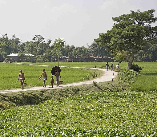 Ein sandiger Weg zwischen Reisfeldern