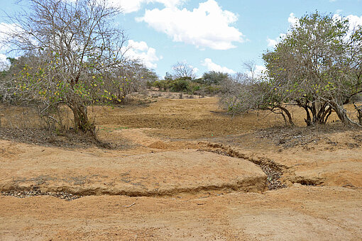 Wasserstellen und Bäche sind ausgetrocknet, viele Regionen in Kenia verdorrt Wasserstellen und Bäche sind ausgetrocknet, viele Regionen in Kenia verdorrt