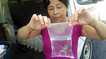 Die Zucht von Fischarten, die sich von den Larven der Stechmücken ernähren, ist Teil von Plans Maßnahmen im Kampf gegen den Virus. ©Plan 