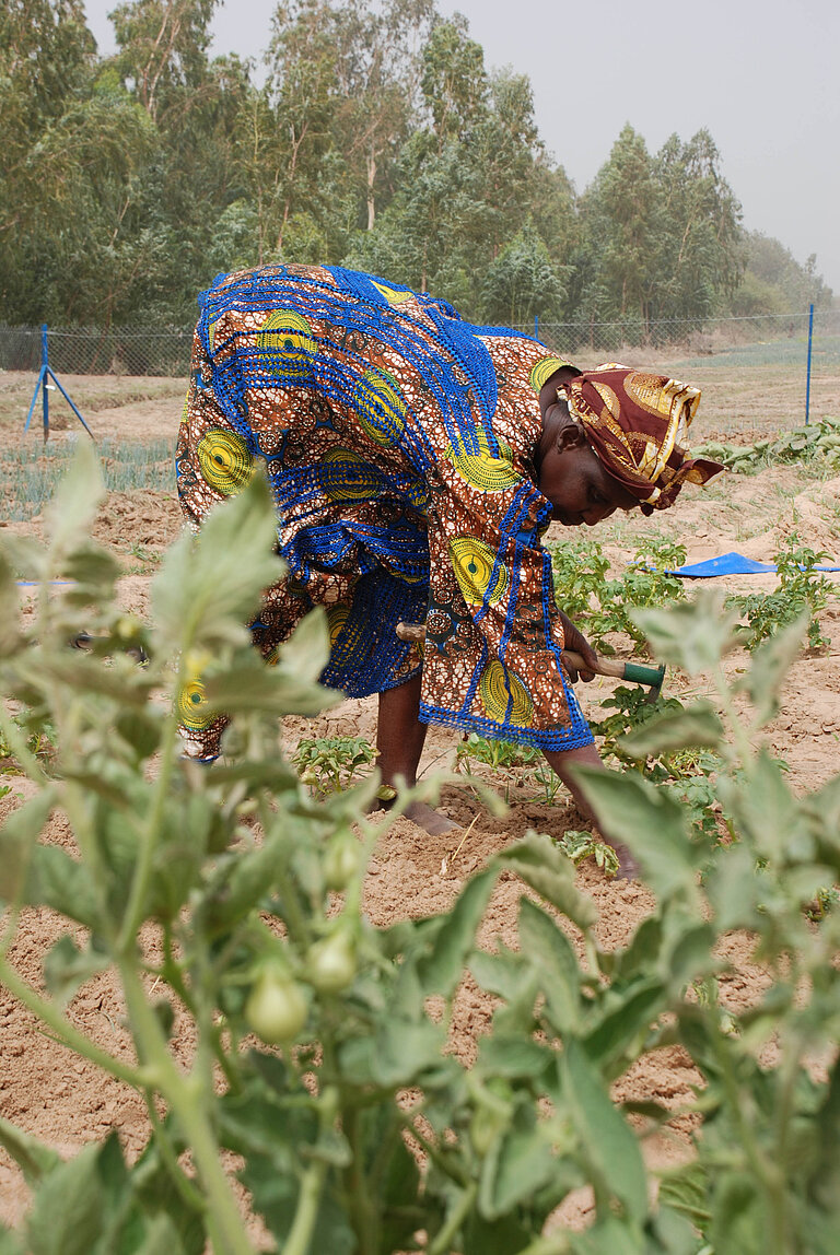 Eine Frau pflanzt Setzlinge auf ihrem Feld.