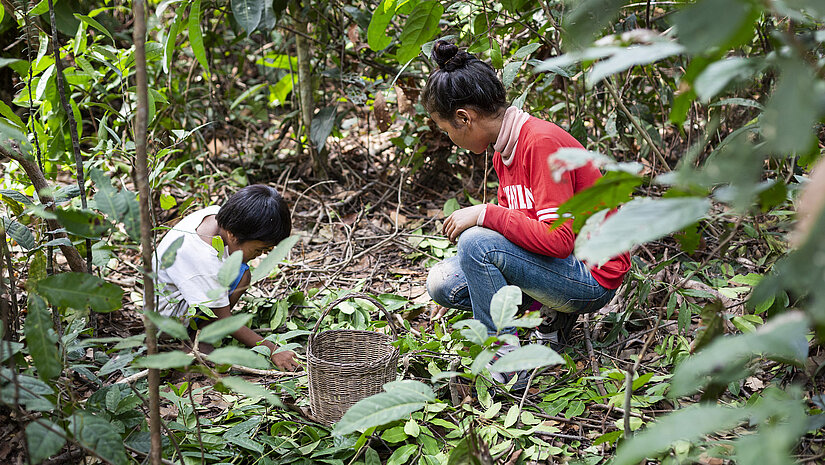 Sros und Peun sammeln Früchte im Wald, da sie häufig nichts anderes zu essen haben. © Plan International / Karoliina Paatos