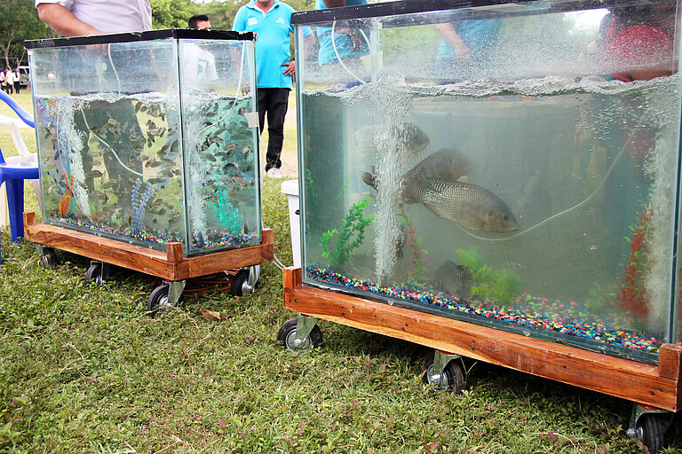 Zwei Glastanks, die mit Wasser und Fischen gefüllt sind