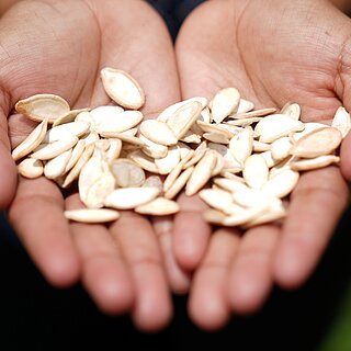 Pflanzensamen liegen in zu Tellern geformten Handflächen