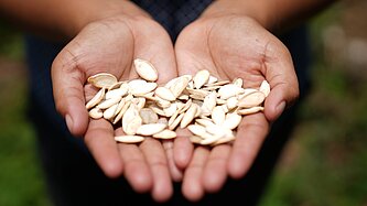 Pflanzensamen liegen in zu Tellern geformten Handflächen