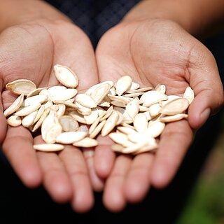 Pflanzensamen liegen in zu Tellern geformten Handflächen