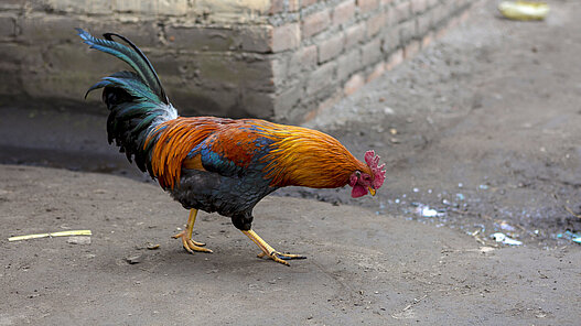 Hühner für Jugendliche in Bolivien