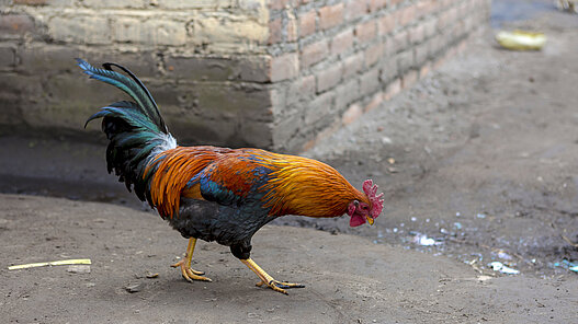 Hühner für Jugendliche in Bolivien