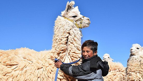 SiGi verschenkt verschenkt Lama zur Wollgewinnung in Bolivien