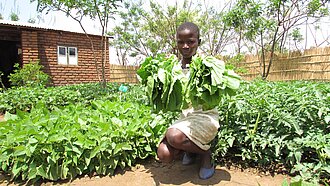 Ein Mädchen trägt frische Gemüsepflanzen im Garten in Malawi, um die Ernährungssicherheit zu verbessern