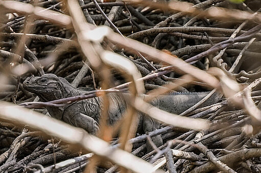 Leguan im Dickicht