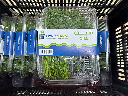 Verzehrfertig verpackter Dill ist in transparenten Verpackungen für den Verkauf vorbereitet