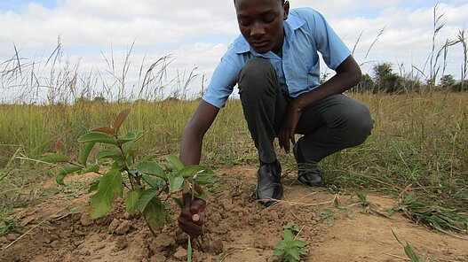 Baumschulen für den Klimaschutz in Sambia