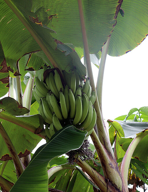 Eine Staude grüner Bananen hängt an einem Baum
