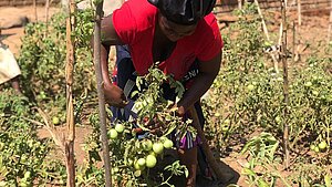 Frau erntet grüne Tomaten auf einem Feld in Malawi