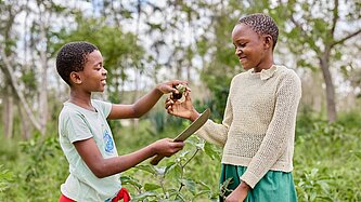 Elizabeth und ihre Freundin ernten Auberginen im Schulgarten