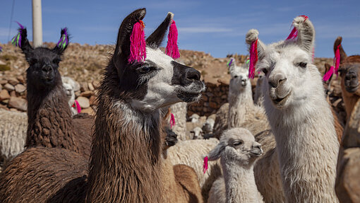 Lamas für Jugendliche in Bolivien Lamas im freien in Bolivien.