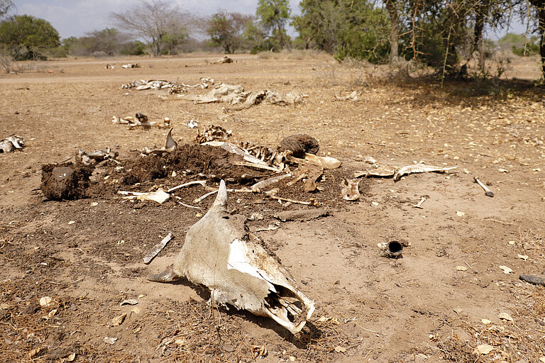 Verdurstetes Vieh im kenianischen Tana-River-County
