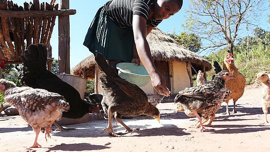 Hühner für eine Hühnerzucht in Sambia