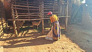 Frau füttert Ziegen in einem Stall auf einem landwirtschaftlichen Hof in Malawi