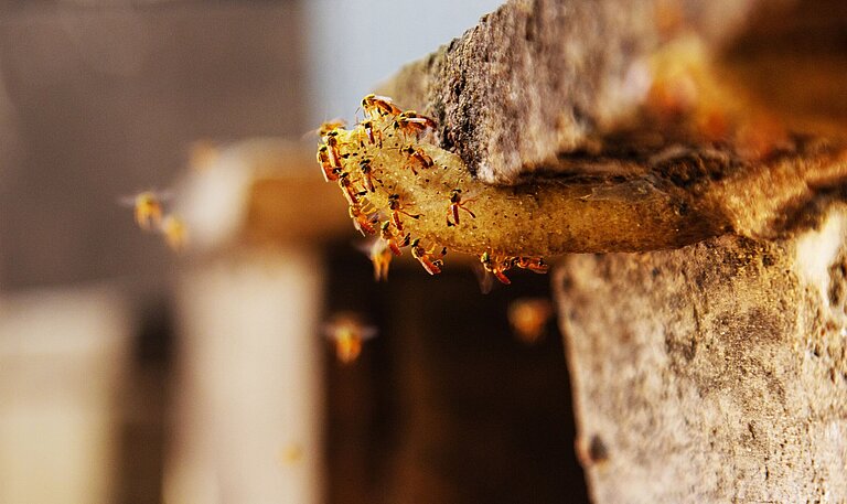 Bienen schwirren um einen Bienenstock