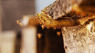 Bienen schwirren um einen Bienenstock