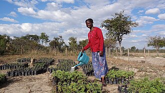 Frau in Sambia bewässert Setzlinge auf einer Baumschule im Freien – nachhaltige Landwirtschaft und Klimaschutz in ländlicher Region.