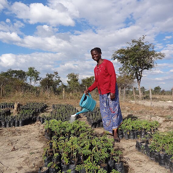 Frau in Sambia bewässert Setzlinge auf einer Baumschule im Freien – nachhaltige Landwirtschaft und Klimaschutz in ländlicher Region.