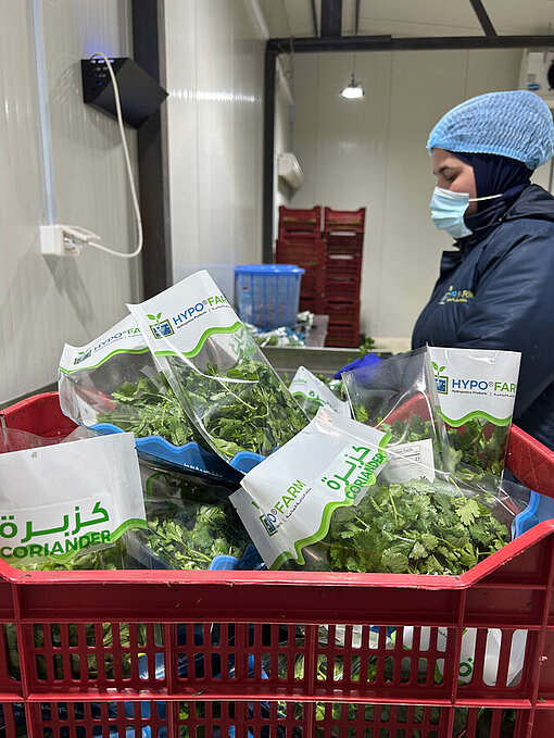 Mitarbeitende verpacken frischen Koriander in der Verpackungsanlage von Hypo Farm