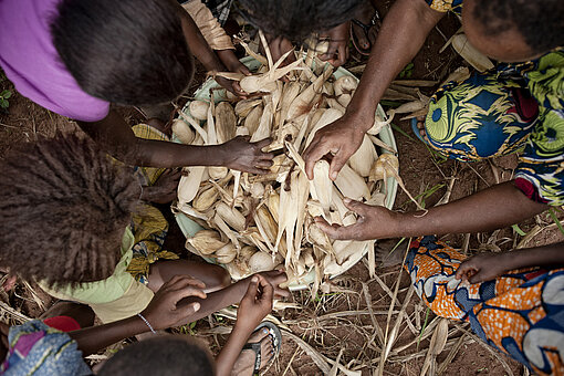 Maisernte in Benin