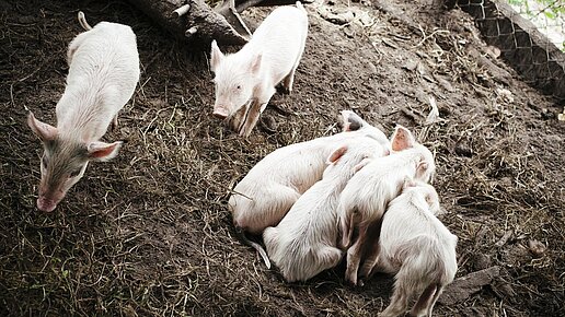 Mit diesem Beitrag unterstützen Sie die Anschaffung und die angemessene Aufzucht eines Tieres.