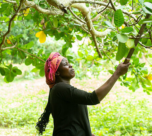 Frau erntet auf Cashewfarm