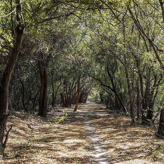 Waldpfad durch eine Allee