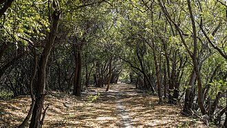 Waldpfad durch eine Allee