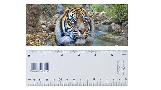 Lineal mit Motiv Tiger, darunter wird die Meßskala mit Zentimetern an der einen und Inch an der anderen Seite gezeigt