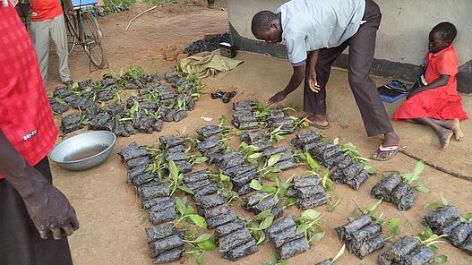 Ein Mann bereitet das Einpflanzen der Obstbaumsetzlinge vor. Das Bild stammt aus einem ähnlichen Plan-Projekt in Uganda.