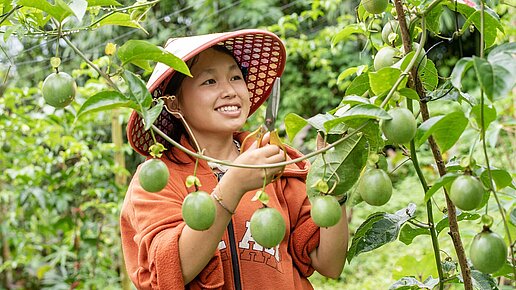 Eine vietnamesische Frau trägt einen Hut und hält eine Schere in der Hand, mit der sie Früchte von einem Busch erntet. Sie lächelt dabei verträumt.