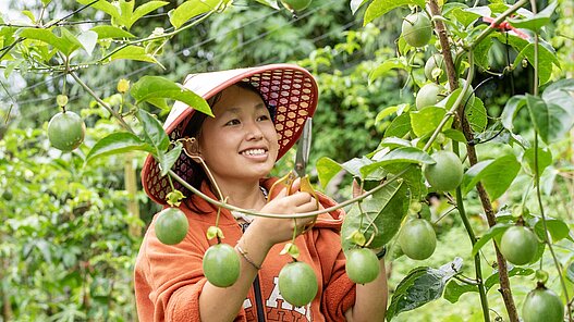 Eine vietnamesische Frau trägt einen Hut und hält eine Schere in der Hand, mit der sie Früchte von einem Busch erntet. Sie lächelt dabei verträumt.