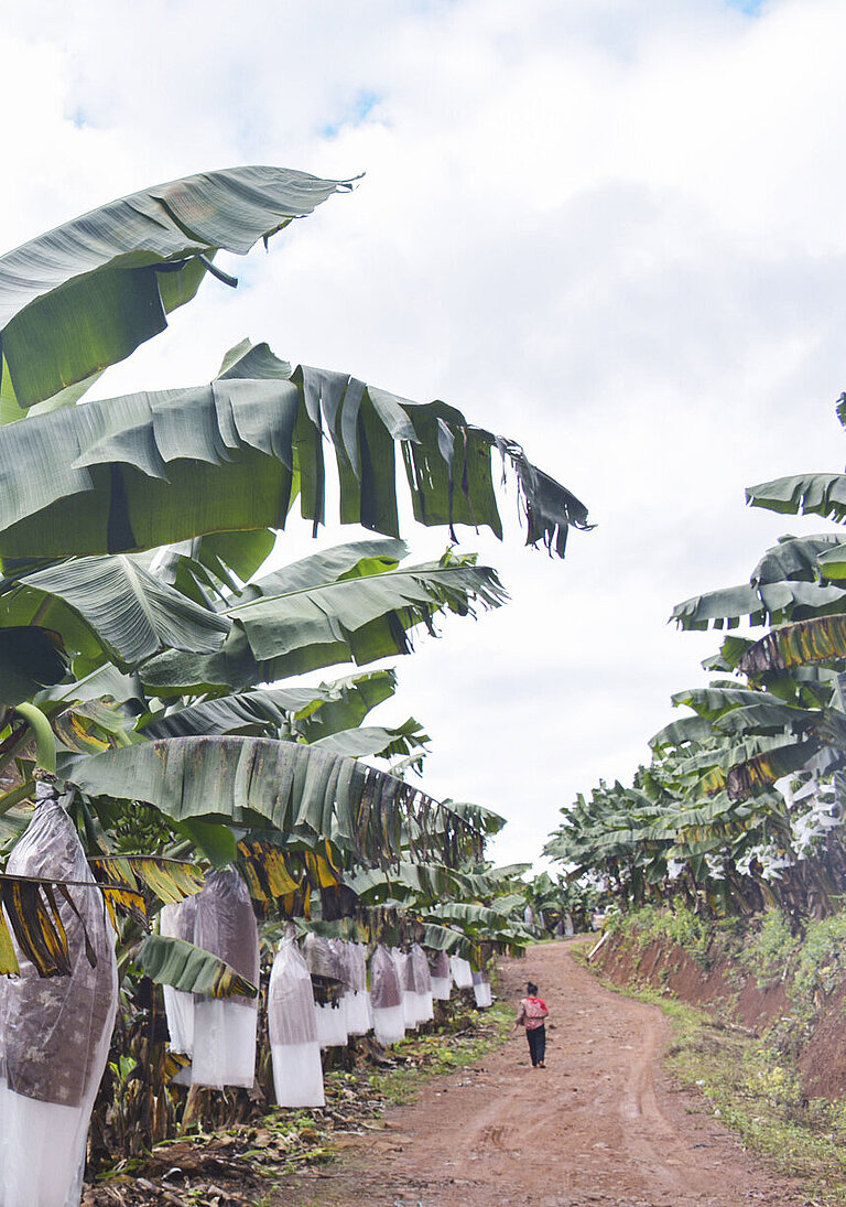 Ein Weg führt durch die Bananen-Plantage.