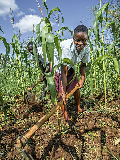 Ein Mädchen und ein Junge arbeiten gemeinsam mit Hacken auf einem Feld voller hoher Maispflanzen. Beide tragen Schuluniformen.