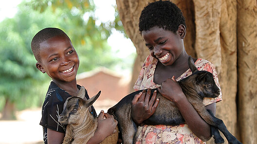 Ziegen für eine Ziegenzucht in Malawi