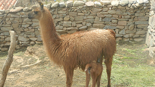Lamas für Jugendliche in Bolivien