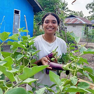 Anita erntet Auberginen in ihrem Gemüsegarten 